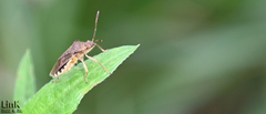 Rhopalus sapporensis