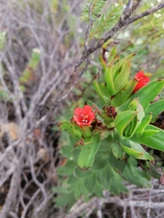 Lobostemon sanguineus