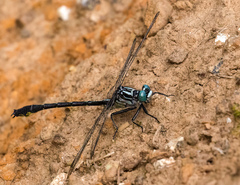 Stenogomphurus consanguis