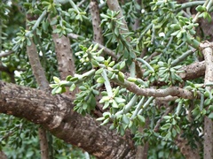 Quiabentia verticillata