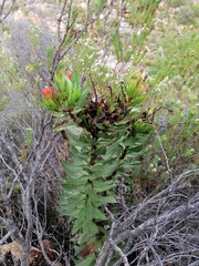 Lobostemon sanguineus