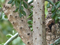 Quiabentia verticillata