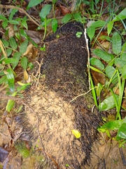 Fungi