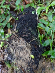 Fungi