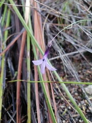 Lobelia barkerae