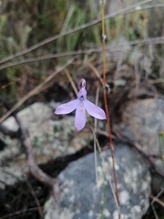 Lobelia barkerae