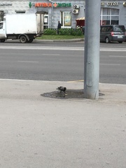 Corvus cornix