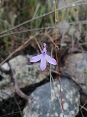 Lobelia barkerae