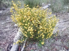 Acacia stenoptera