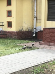 Corvus cornix