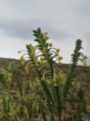 Struthiola argentea