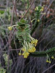 Struthiola argentea