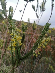 Struthiola argentea