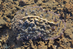 Asteronotus cespitosus