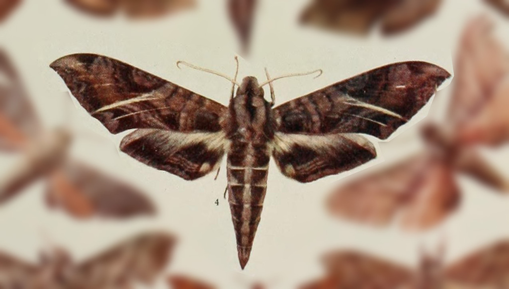 Eumorpha neuburgeri