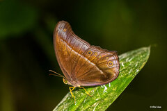 Coelites epiminthia