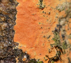 Hypoxylon crocopeplum