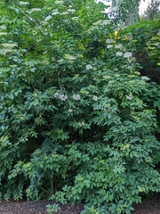 Sambucus nigra