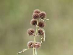 Hyptis lappacea
