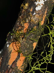 Hypoxylon crocopeplum