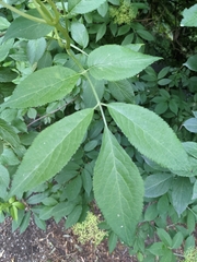 Sambucus nigra