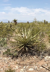 Yucca treculiana