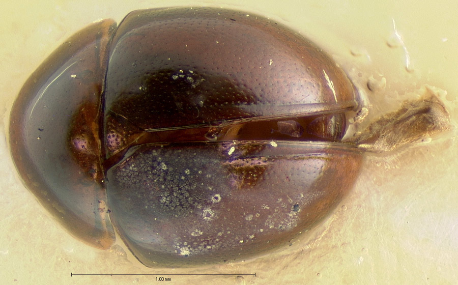 Agathidium difforme