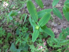 Hypericum frondosum