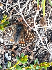 Euphydryas aurinia debilis
