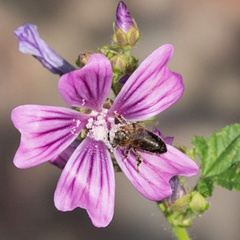 Apis mellifera