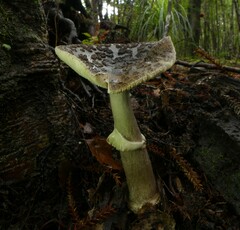 Amanita nothofagi