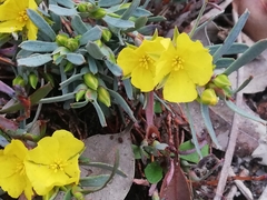 Hibbertia subvaginata
