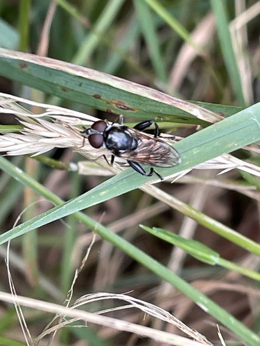 Tooth-thighed Hoverfly, Slagdijk, Havelte, Drenthe, NL, photo 7 of 10