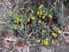 Hibbertia subvaginata