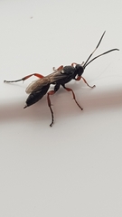 Diphyus quadripunctorius