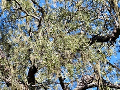 Schinopsis lorentzii