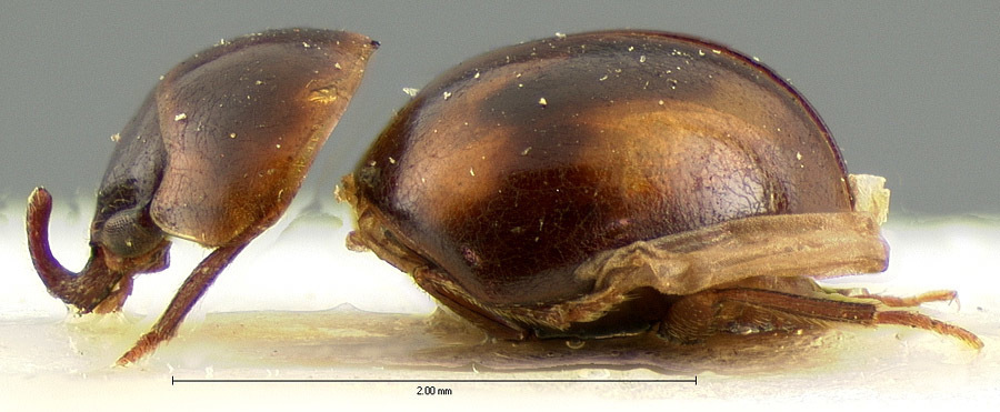 Agathidium pulchrum