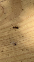 Lasius emarginatus