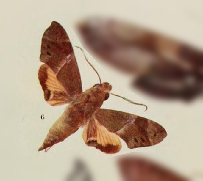Angonyx meeki