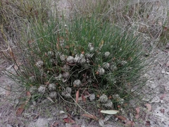 Petrophile longifolia