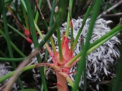 Petrophile longifolia
