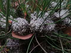 Petrophile longifolia