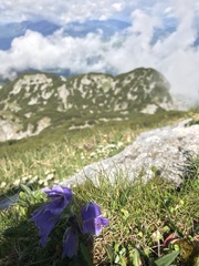 Campanula alpina