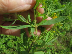 Hypericum lobocarpum
