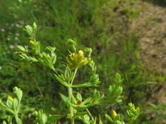Hypericum lobocarpum