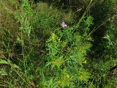 Hypericum lobocarpum