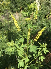 Melilotus altissimus