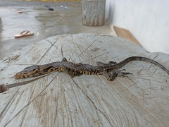 Varanus salvator celebensis