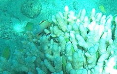 Dascyllus marginatus