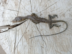 Varanus salvator celebensis